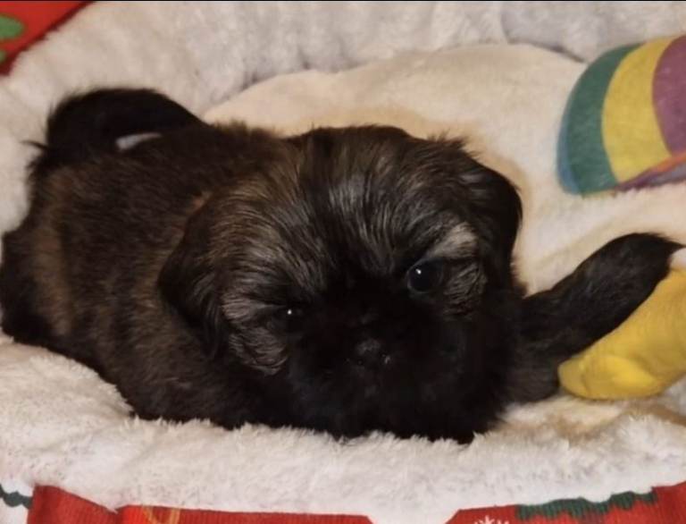 Imperial Shih tzu- Two Beautiful girls left ❤️ 
