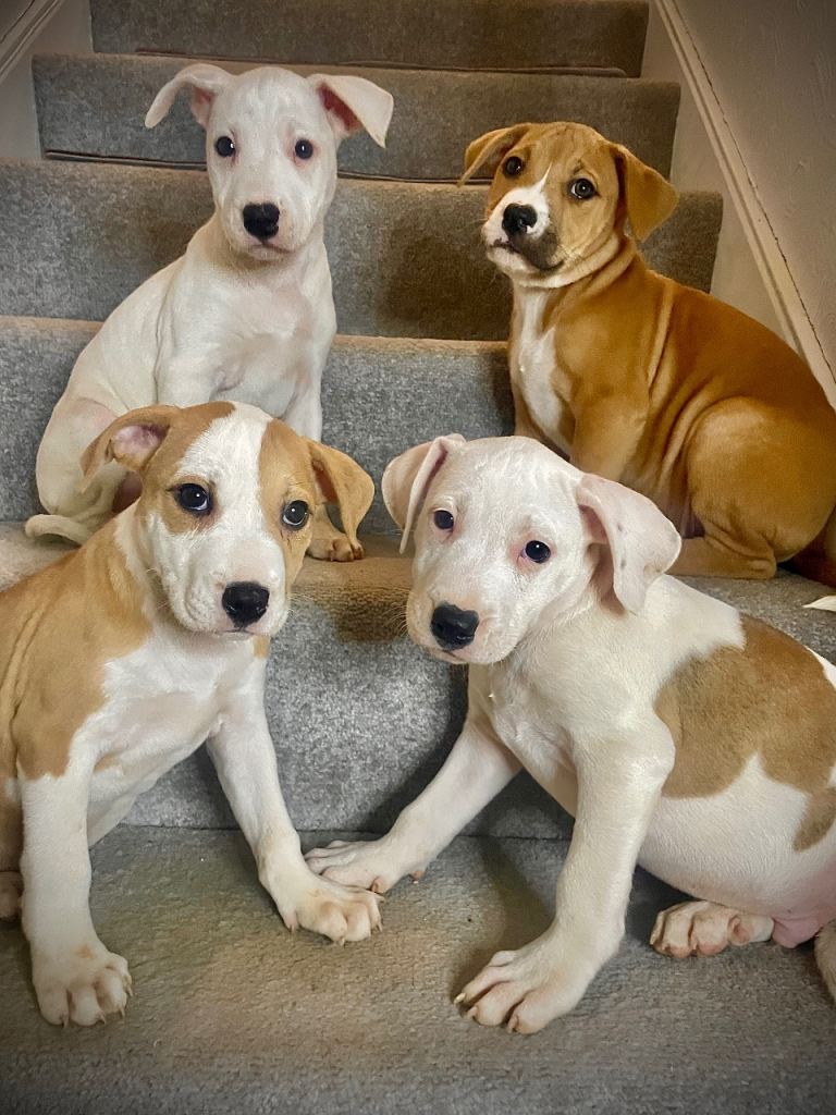 ✨🐶Staffordshire X Mastiff