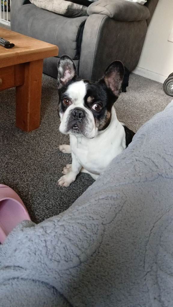 Piebald Male French Bulldog 
