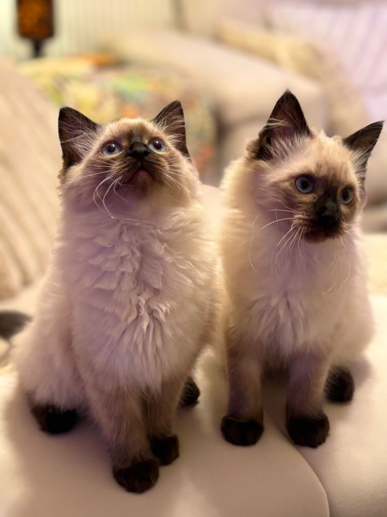 Stunning ragdoll kittens 