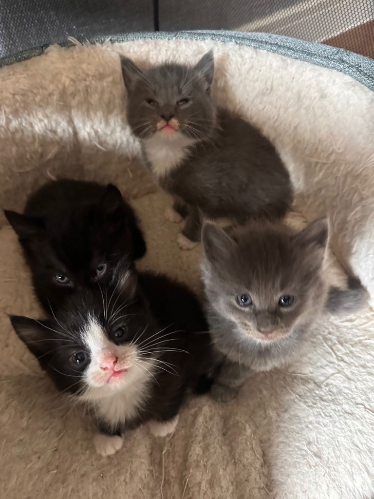 Maine coon cross kittens