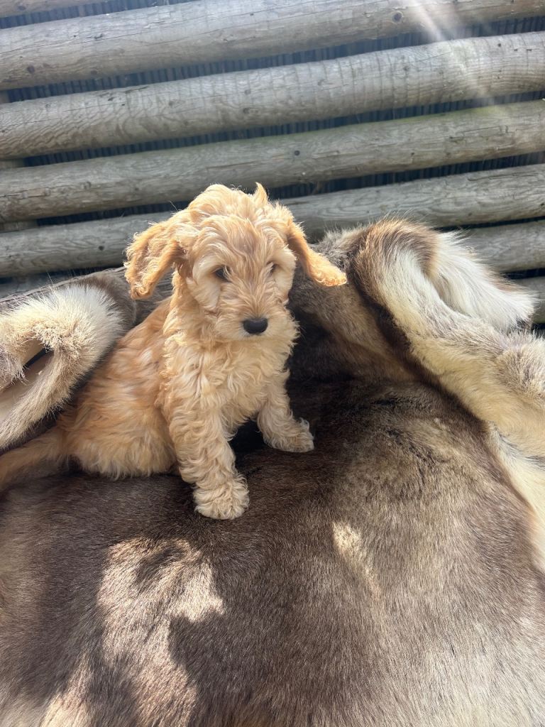 Beautiful miniature cockapoos ready for their forever family 
