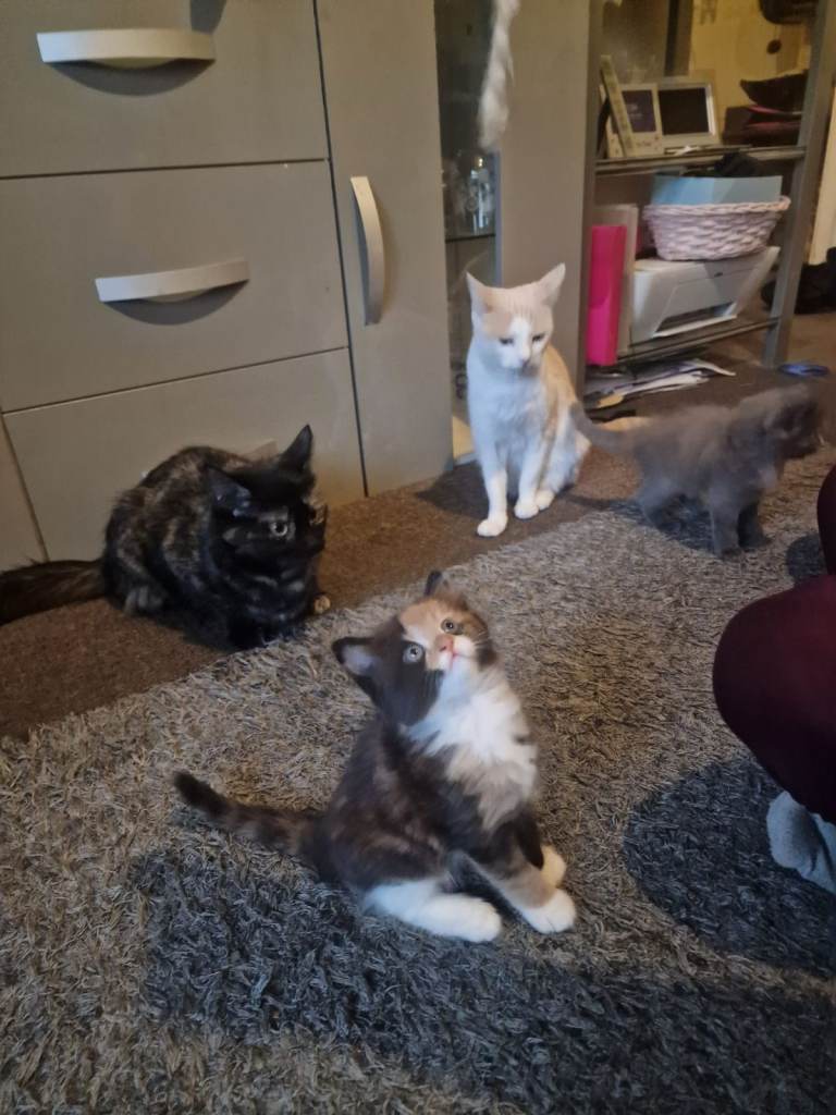Lovely kittens looking for new homes
