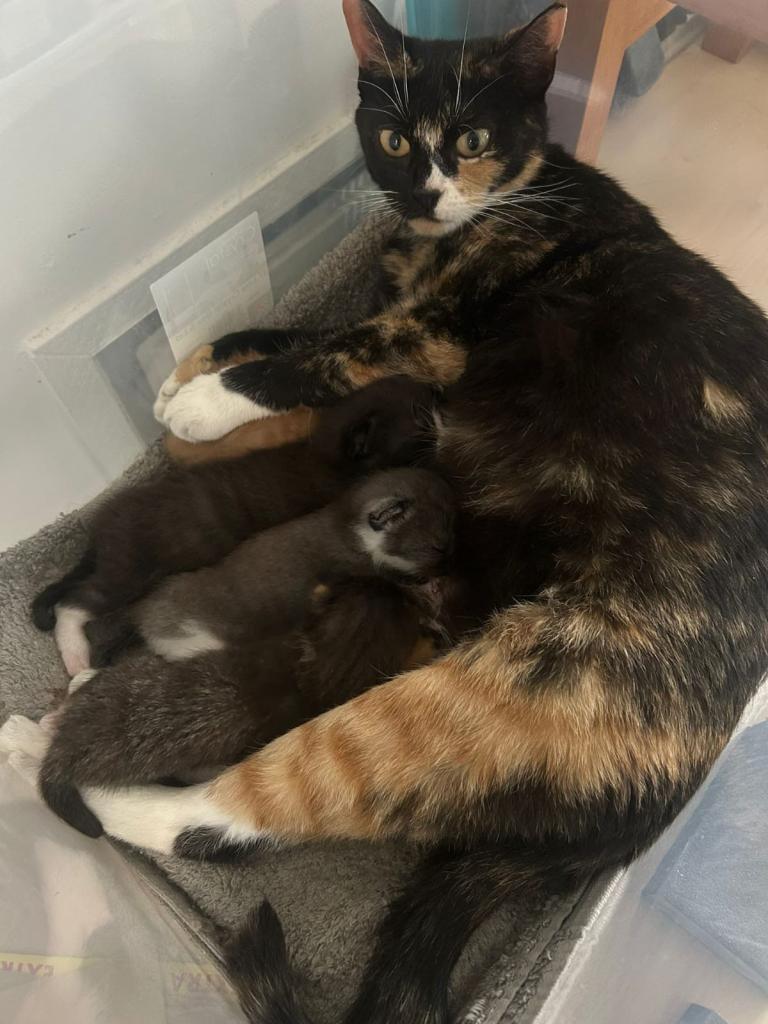 Beautiful kittens