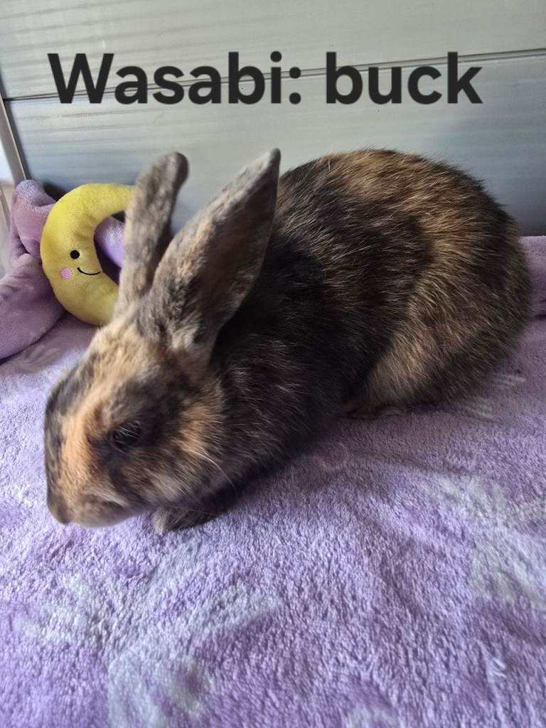 4 adorable Mini lop x Angora 