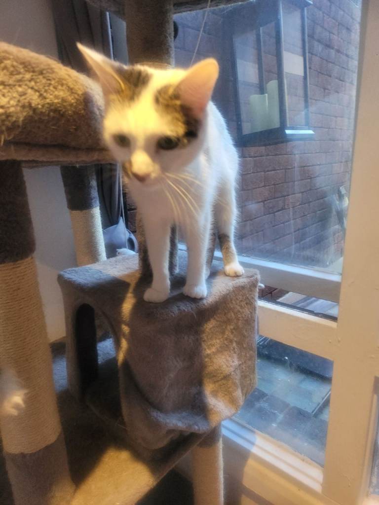 1 year old cat