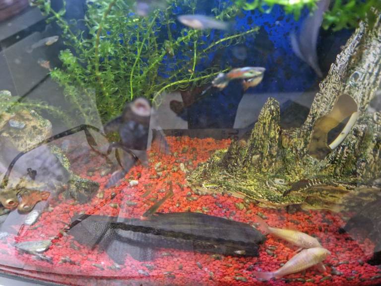 Bristlenose Pleco  and Guppy Aquarium Fish