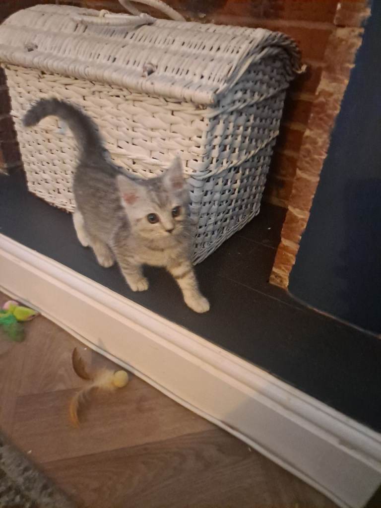 Beautiful Bengal x persian kittens