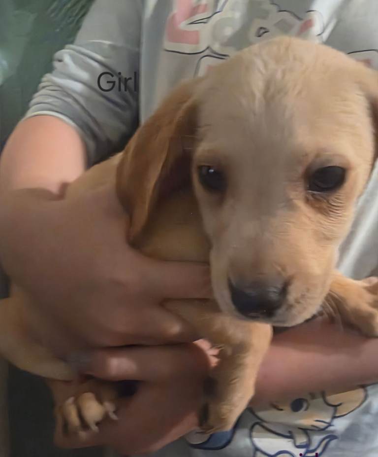 Ready now 3 girls labrador pups 