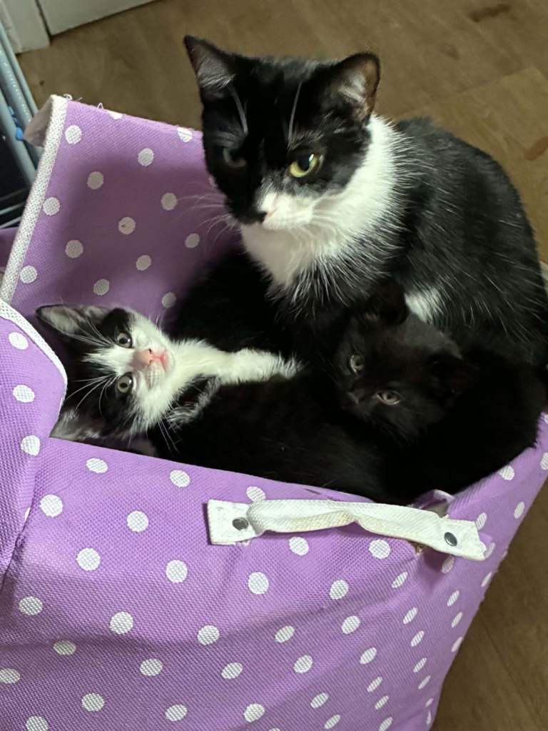 Kittens 