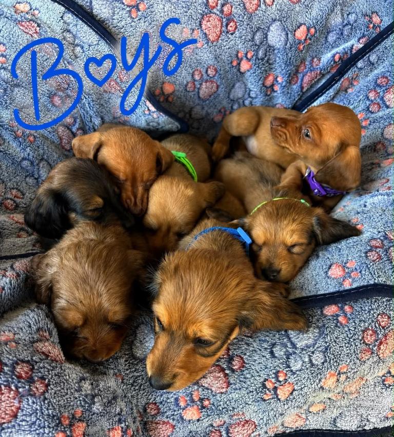 Title Beautiful Miniature Dachshund Puppies