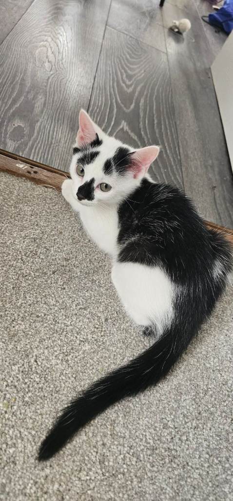 Kittens for adoption(sold) 