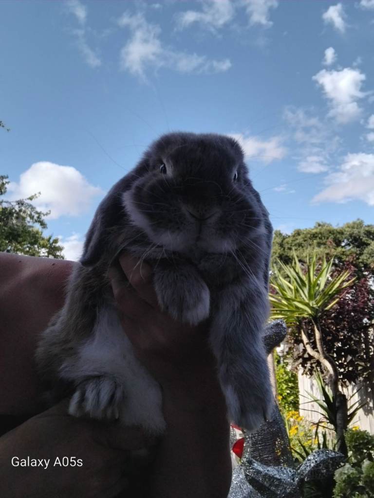 Rabbit 