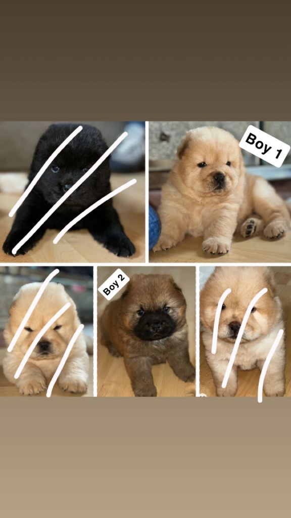 2 Chow chows both male 