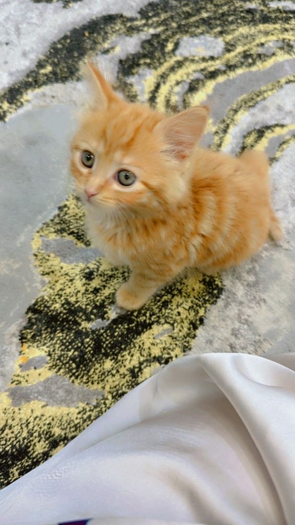 kittey