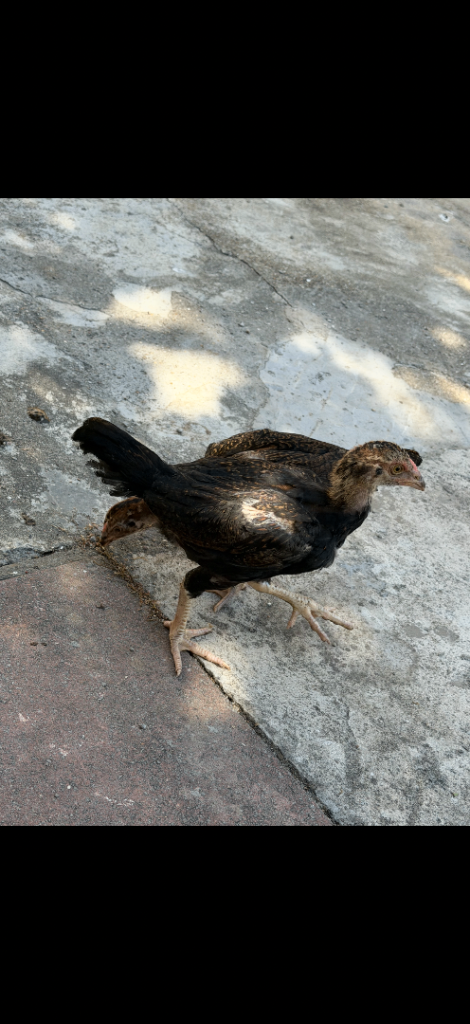 Aseel young pair 