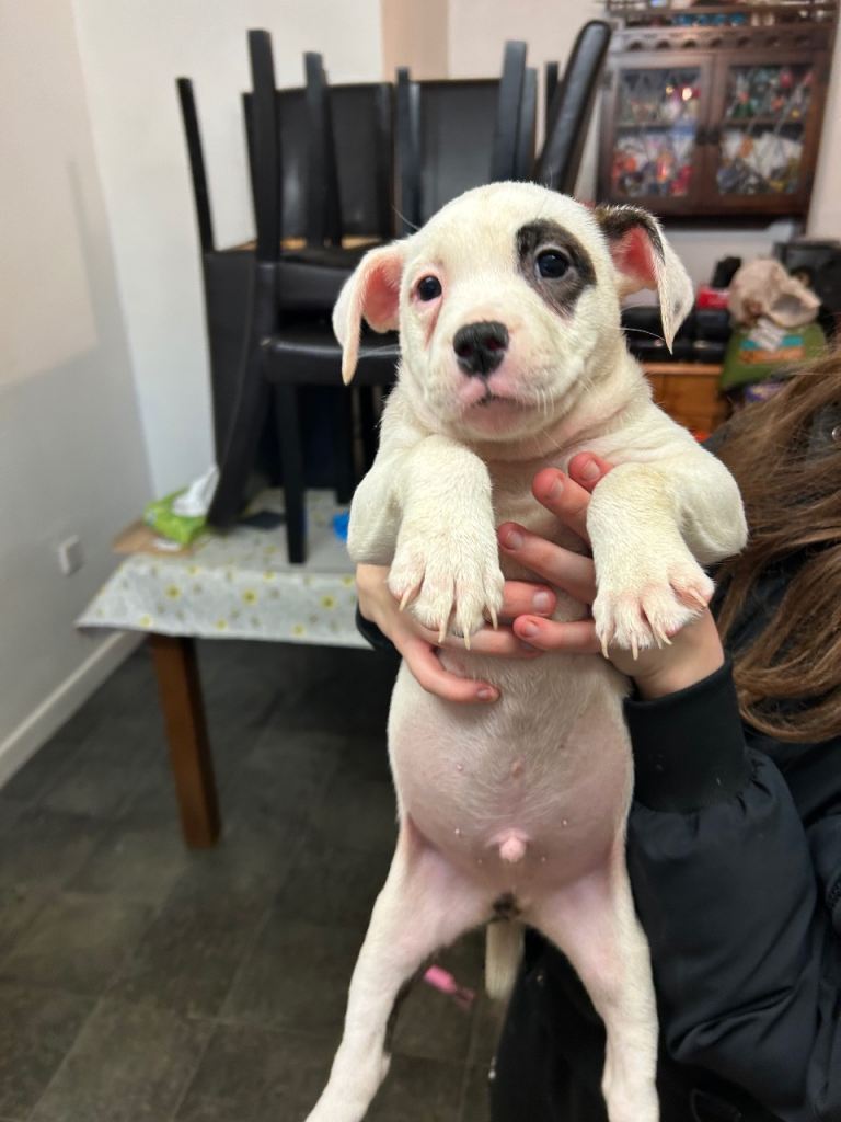 Staffordshire cross puppies 