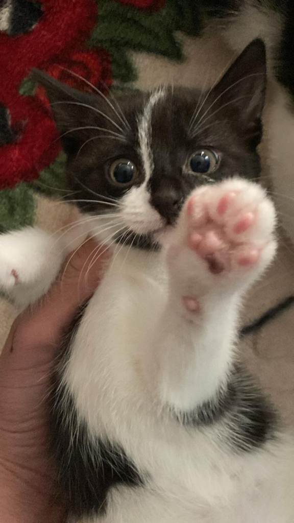 2 Adorable Kittens for Sale – £150 Each