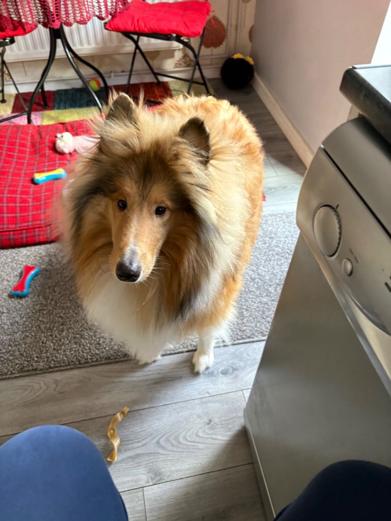 Rough collie