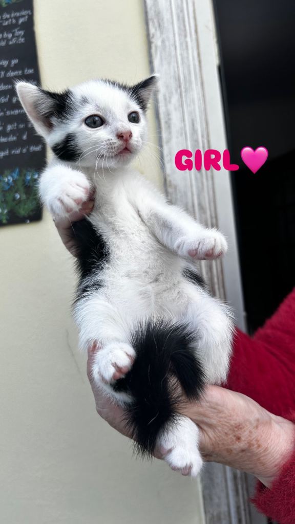 6 Beautiful Kittens - 3 girls, 2 boys Left