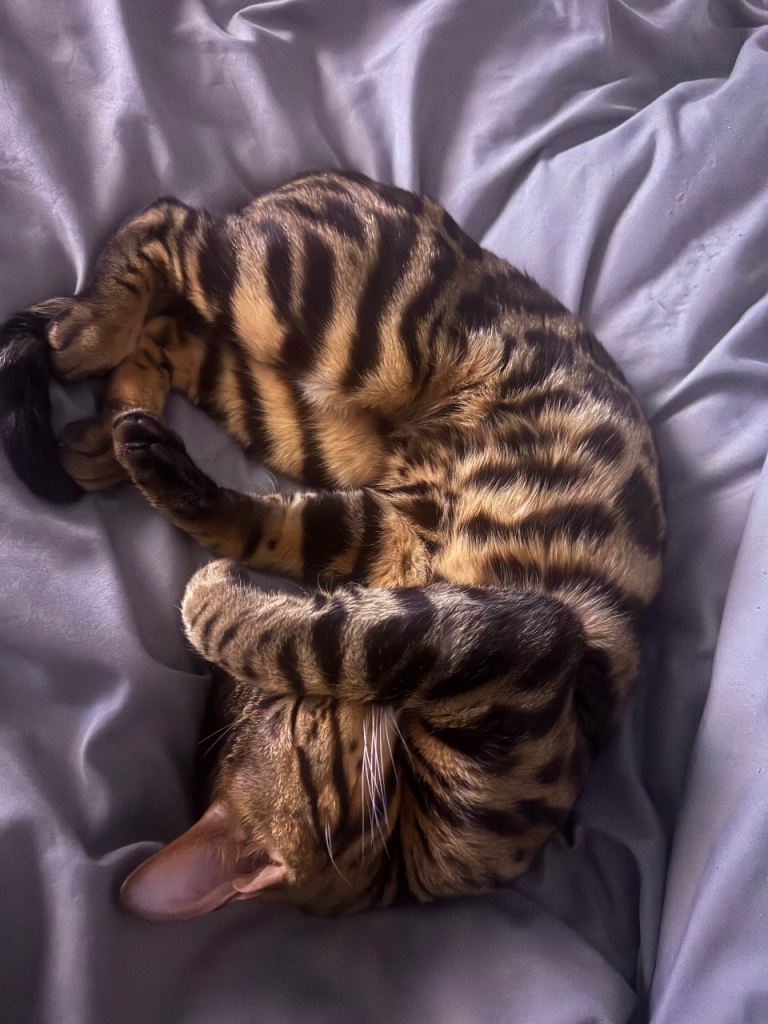 Stunning Bengal Cat (Simba) – Needs Active Home