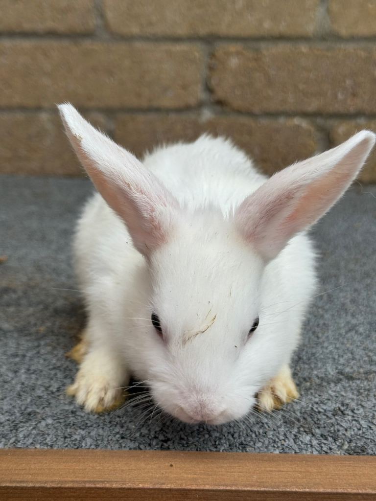 🐰 Adorable Baby Rabbits Ready for Their Forever Homes 🏡❤️