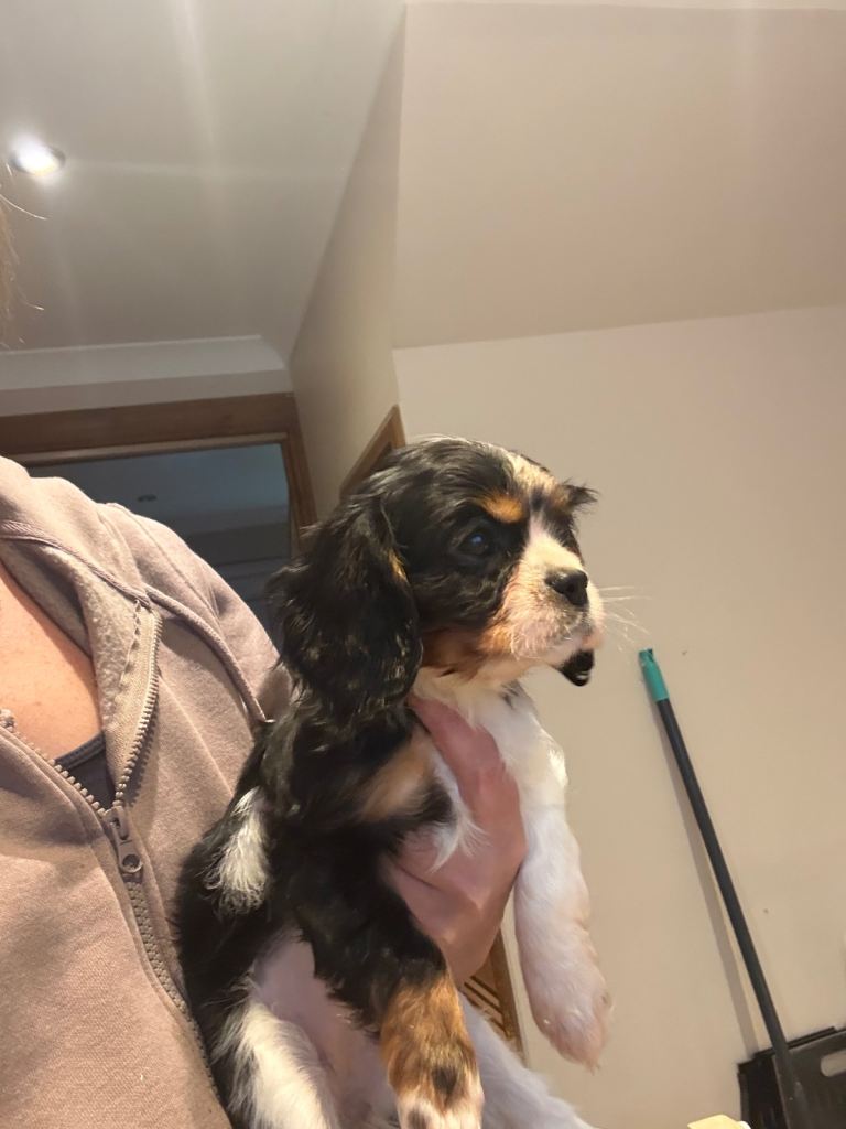 TRICOLOUR GIRL BACK AVAILABLE 🌟