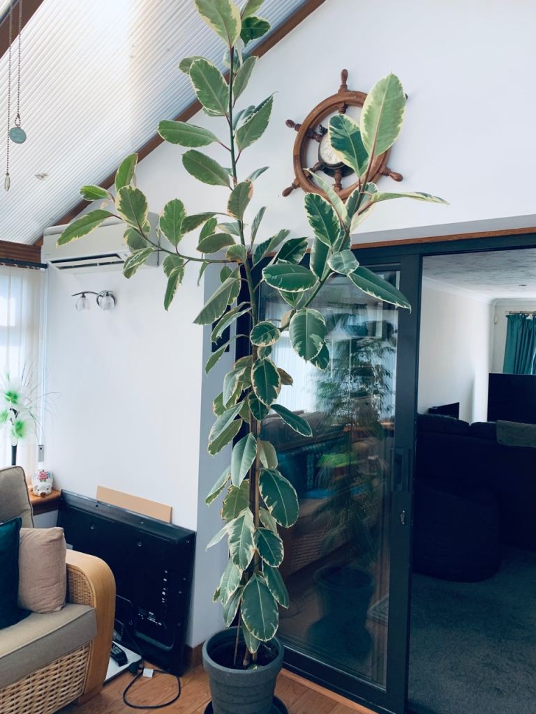 Large rubber plant