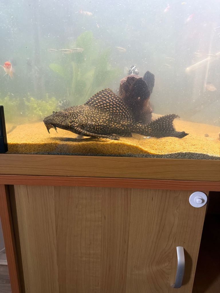 Fish for sale need gone asap 