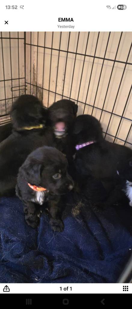 Springer spaniel×german sheppard