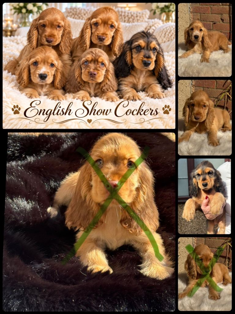 Show cocker spaniels 