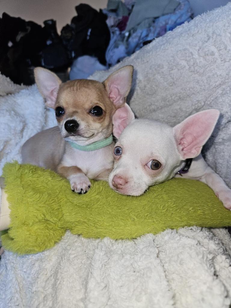 Chihuahua puppies for sale 