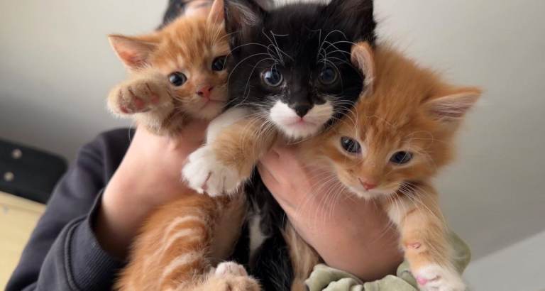 3 kittens looking for new loving homes 