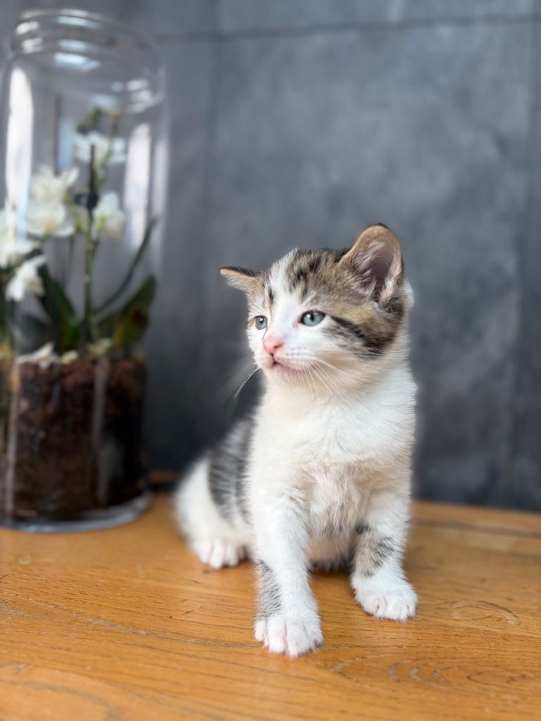 Beautiful male kitten