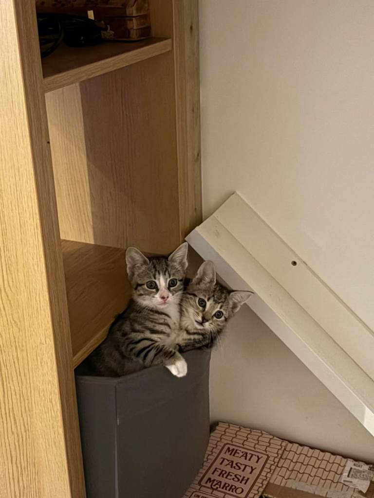  KITTENS