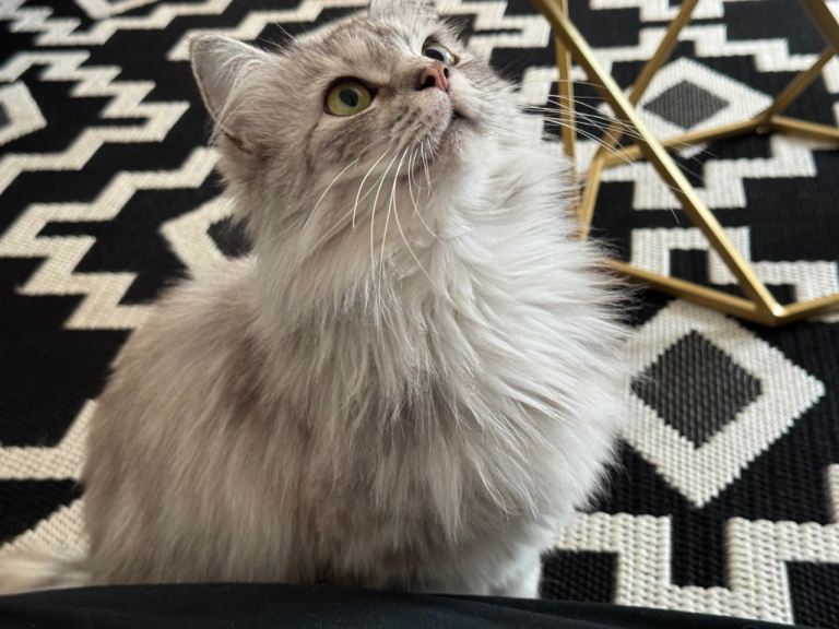 Ragdoll cross with Persian