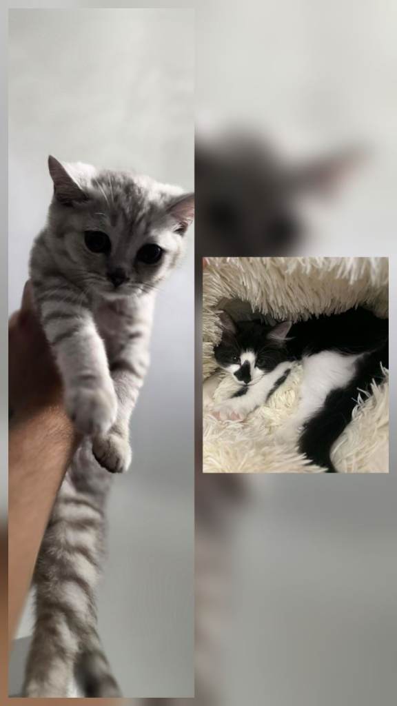 Silver grey British shorthair boy 