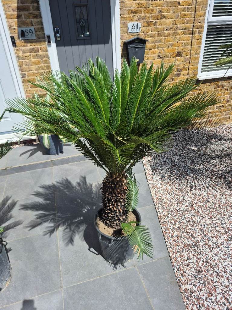 Palm Tree