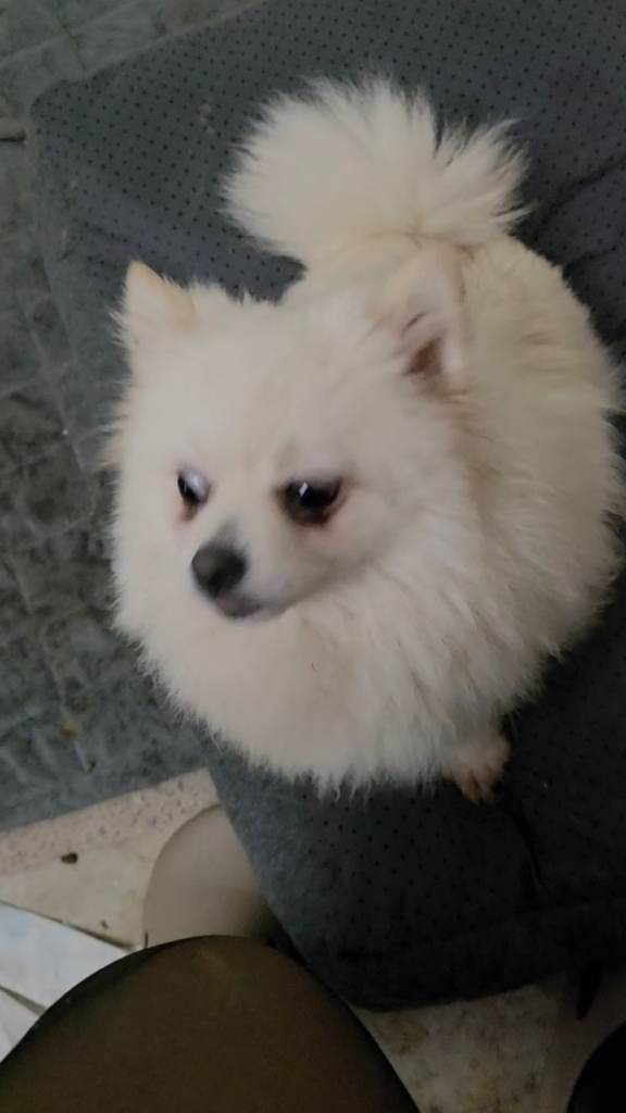 16 month Female Pomeranian 