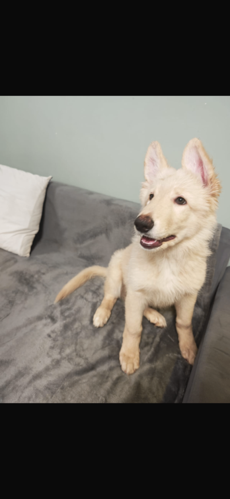 German shepherd puppies