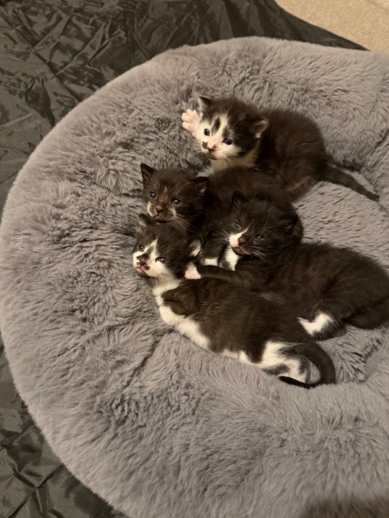 Kittens 