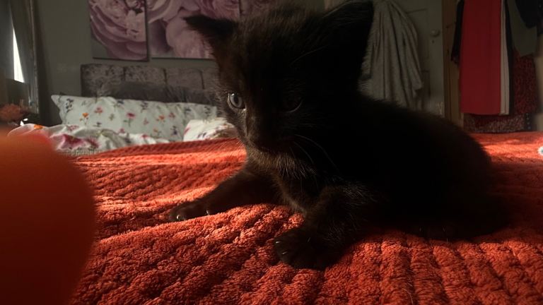 Two beautiful Bombay kittens 