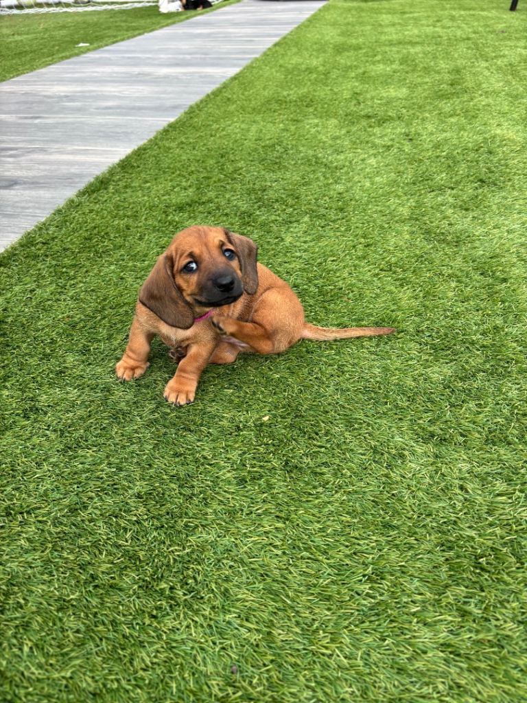 Last girl Miniature dachshund ready to go