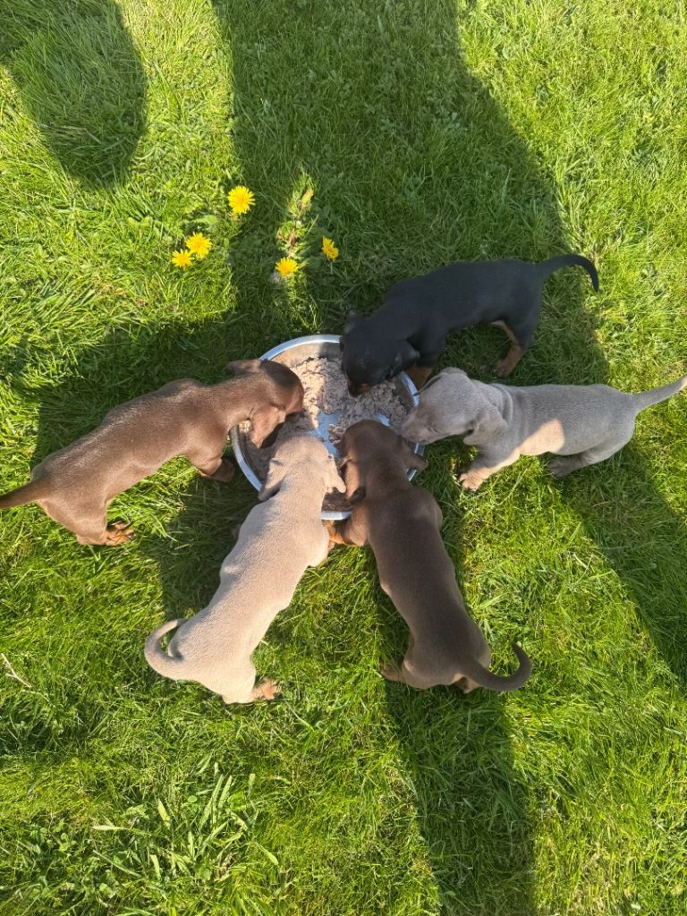 Dachshund puppies