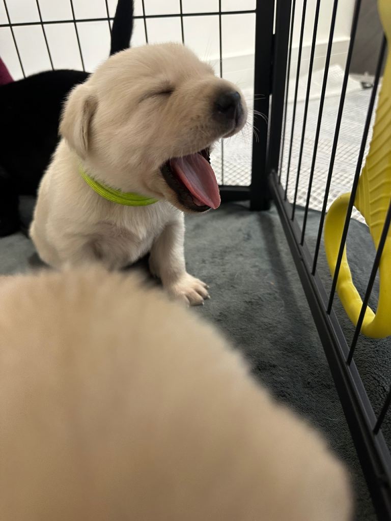 Beautiful Goldador Pups for sale 