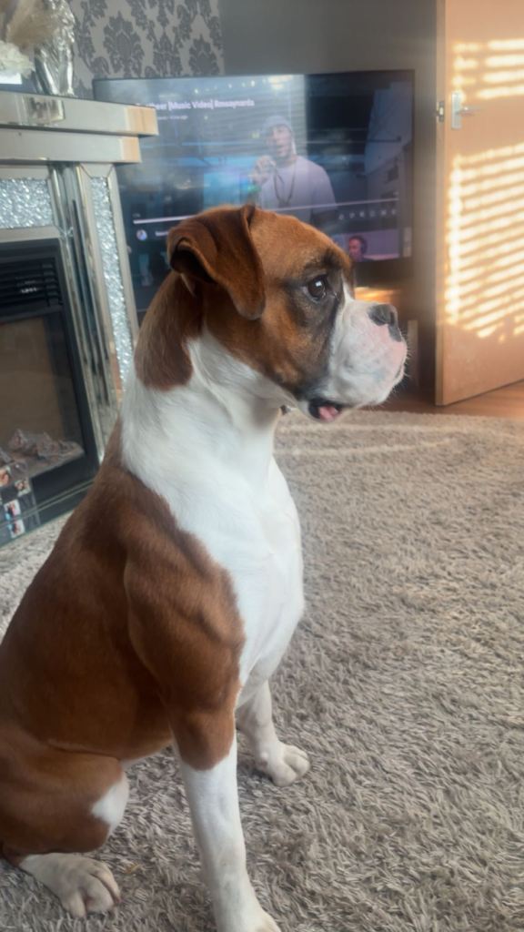 Bitch boxer 