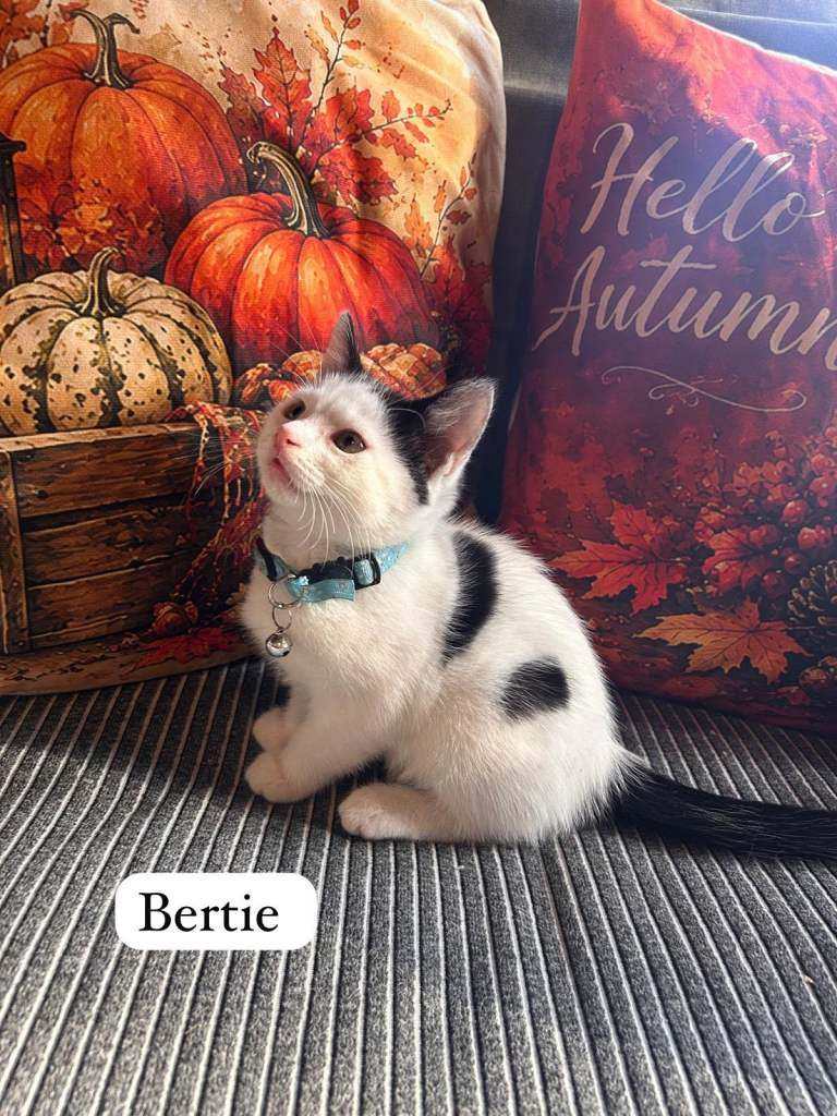 🐾 Beautiful Home-Raised Kitten–   1 Boy -Domestic Short Haired🐾