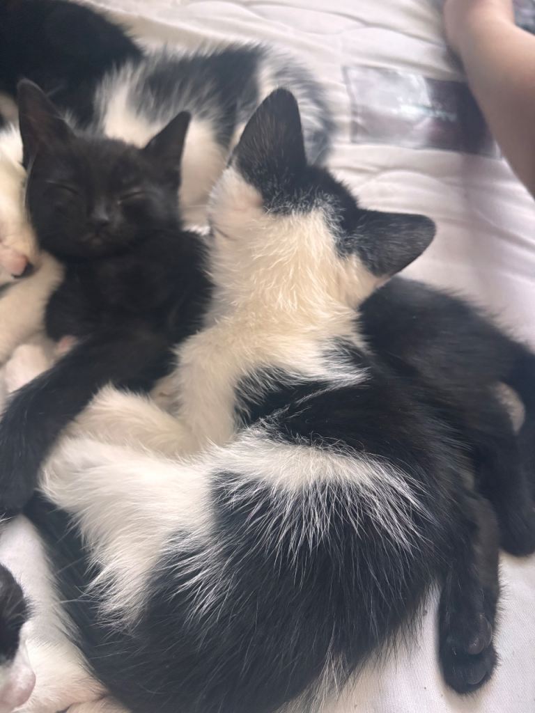 10 week old kittens 