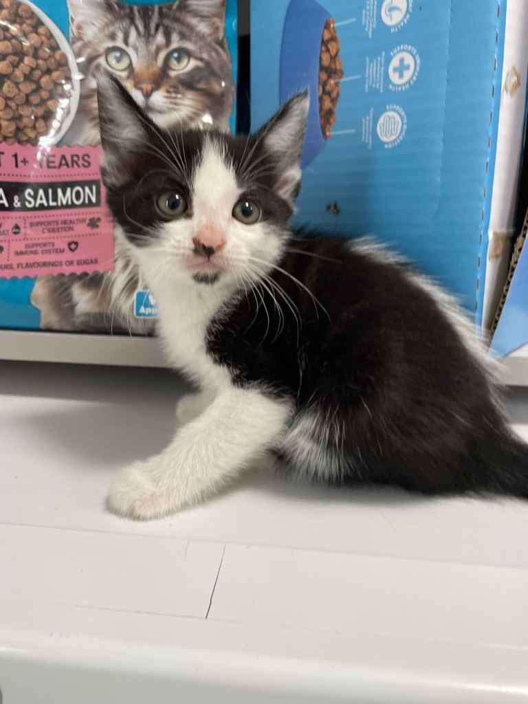 Little Kittens 4x bargain sale