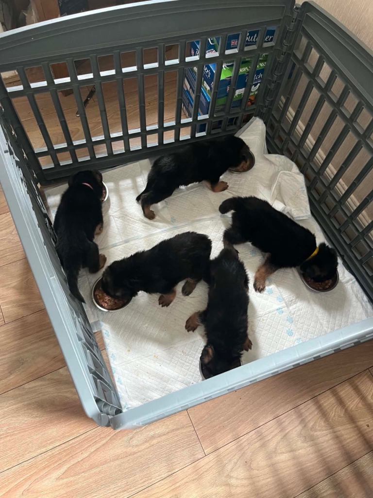 German Shepard puppies 